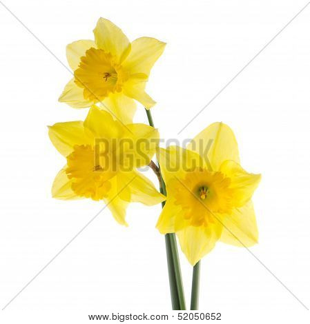 Yellow Jonquil Flowers