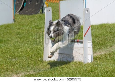 Blue Merle