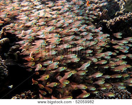 Glassfish school