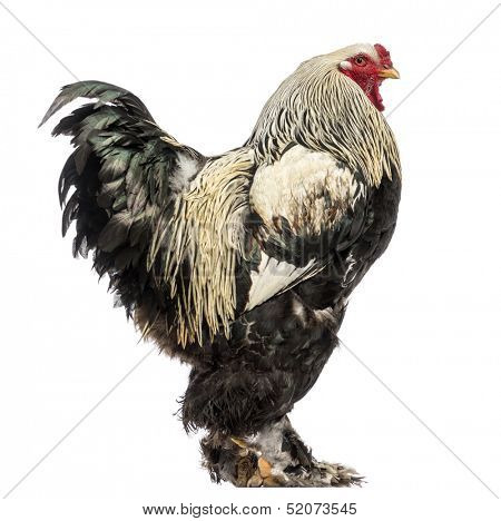 Side view of a Brahma Rooster, isolated on white