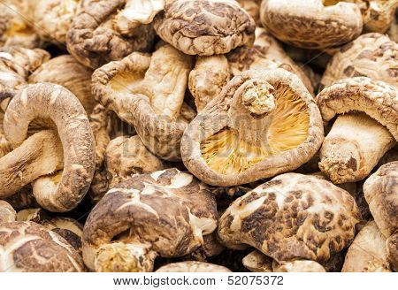 Dried mushroom