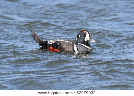 Harlequin Duck
