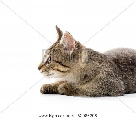 Cute Tabby Kitten