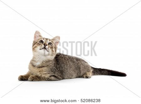 Cute Tabby Kitten