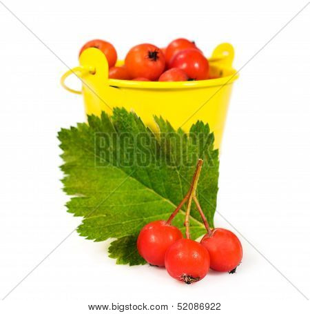 Ripe Berries Of Hawthorn In A Yellow Bucket