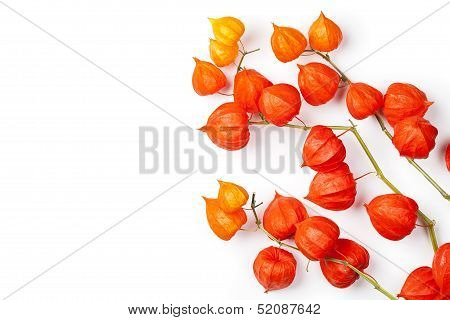 Physalis Alkekengi