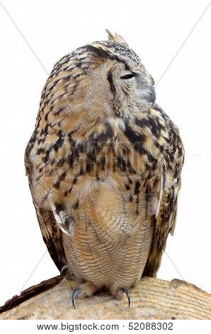 Adult Night Owl Predator
