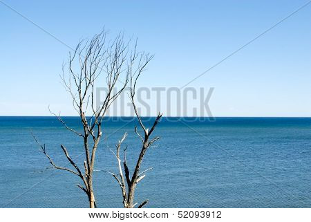 Tree Against Water Horizon
