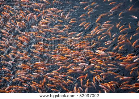 Tilapia Fish