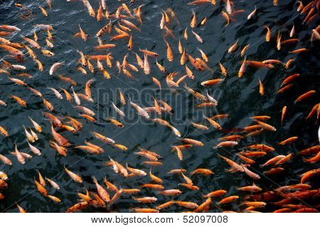 Tilapia Fish
