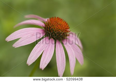 Pink Coneflower Daisy Background