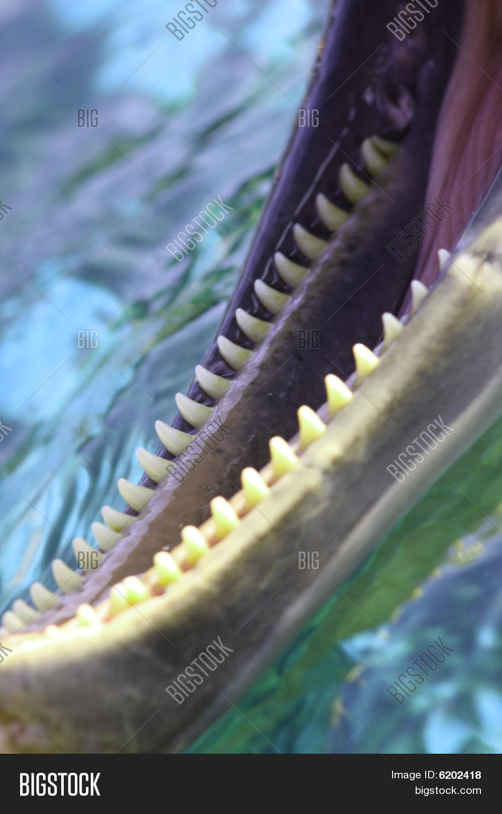 Dolphin Mouth Image & Photo Bigstock