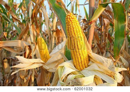 Corn Field