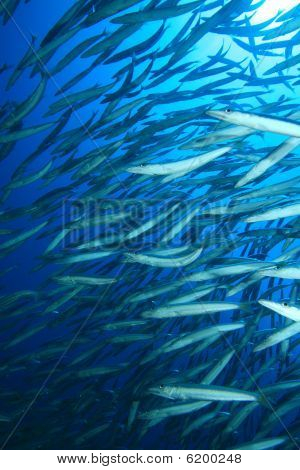 Hejno Yellowtail barakudy