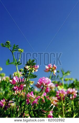 Summer meadow with blooming pink flowers crown vetch and bright blue sky