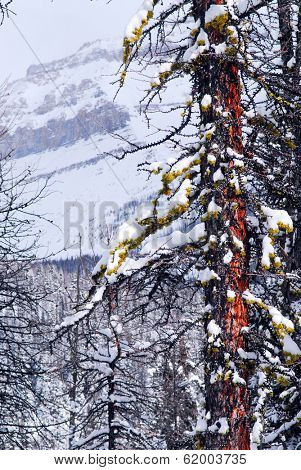 Mountain landscape with eastern larch tree in the foreground in Canadian Rockies