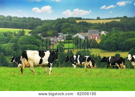 Cows grazing in a green pasture in rural Brittany, France.