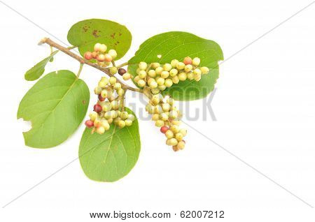 Mamao Fruit
