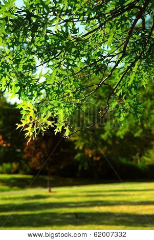 Green leafy tree branch  in summer park