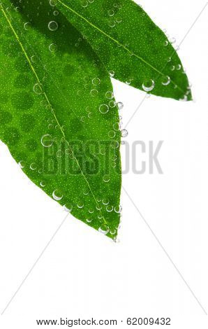 Green leaves of a plant submerged in water with air bubbles