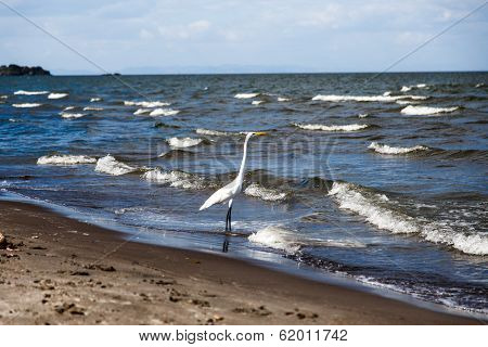 Photography Of A White Heron In Beach
