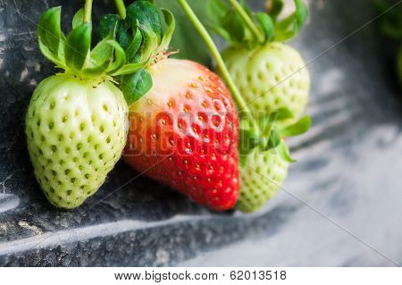 strowberry