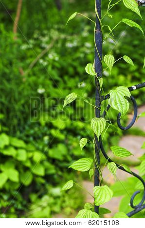 Closeup on green yam vine climbing on wrought iron arbor