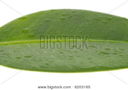 Vlhký list A Ficus Elastica