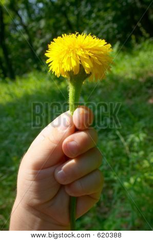 Lapsen käden Holdiing voikukka