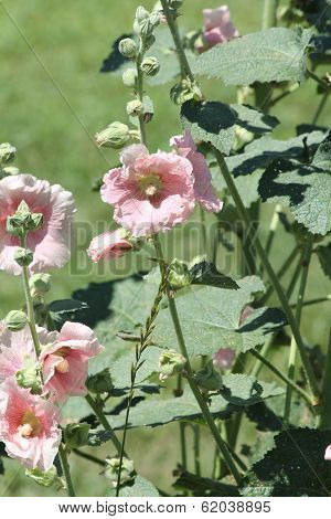 Hollyhock (Alcea)