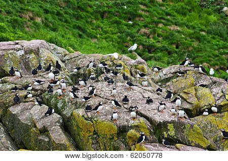 Puffin birds on rocky island in Newfoundland, Canada