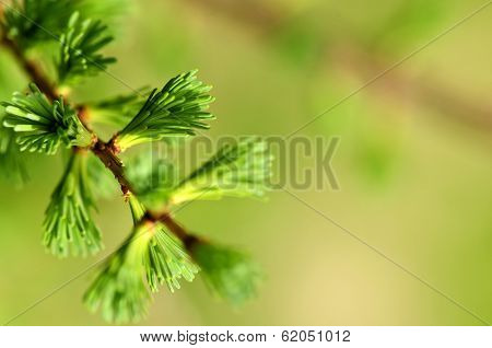 Green spring needles budding new life in clean environment