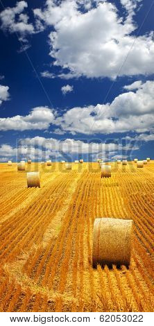 Agricultural landscape of hay bales in a golden field