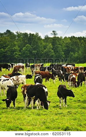 Cows grazing in a green pasture on sustainable small scale farm
