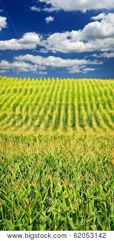 Agricultural landscape of corn field on small scale sustainable farm