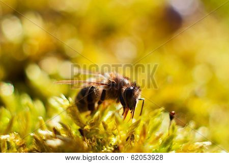 ladybug on  grass