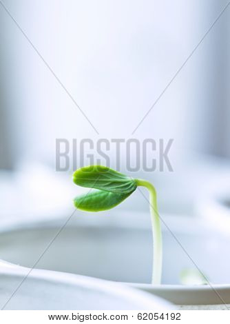 young plant
