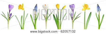 Assorted spring flowers in a row isolated on white background