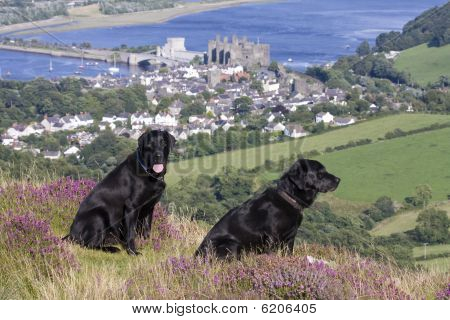 View From The Top Of Conwy Mountain
