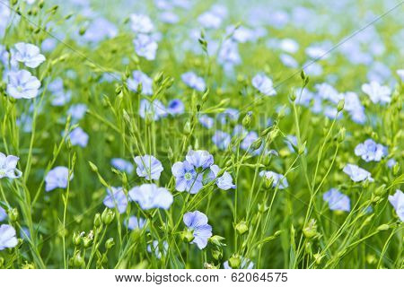Background of blooming blue flax in a farm field