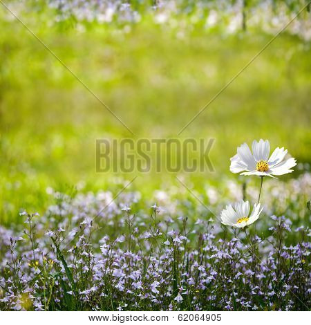 Chrysanthemum