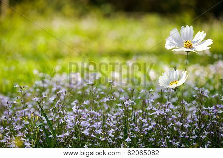 Chrysanthemum