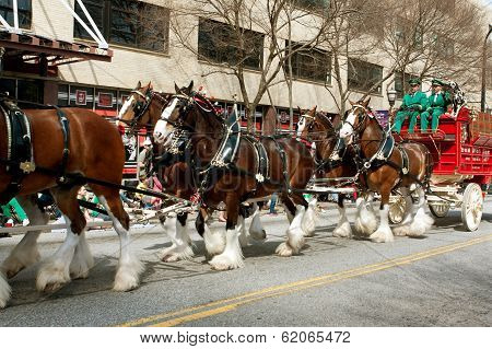 Budweiser Clydesdales Trot In St. Patrick's Parade