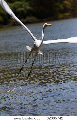 Photography Of A White Heron In Beach