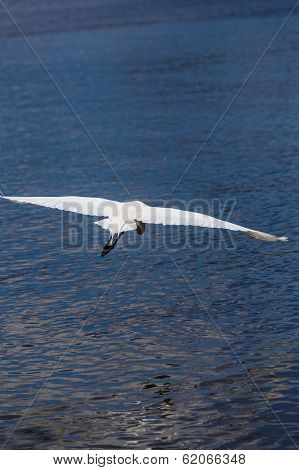 Photography Of A White Heron In Beach