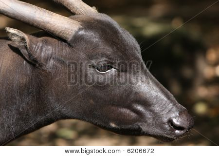 Lowland Anoa / วอเตอร์บัฟฟาโล