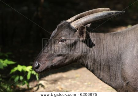 Lowland Anoa / vand bøfler