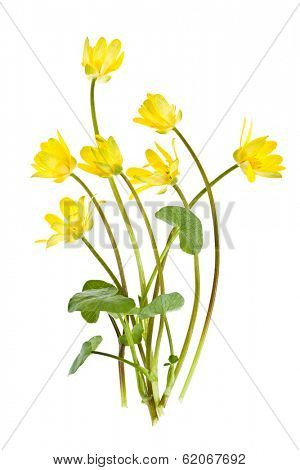 Yellow Lesser Celandine flowers in spring isolated on white background