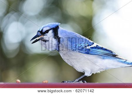 Closeup of blue jay bird eating peanuts