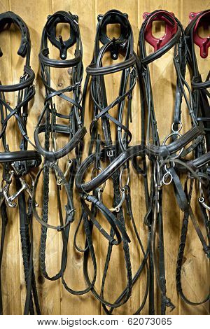 Leather horse bridles and bits hanging on wall of stable